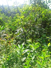 Costus laevis