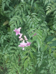 Podranea ricasoliana