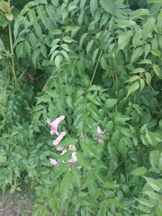 Podranea ricasoliana