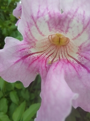 Podranea ricasoliana