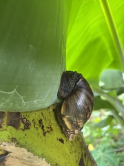 Lissachatina fulica