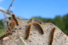 Eriogaster lanestris