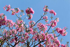 Tabebuia rosea