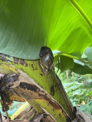 Lissachatina fulica