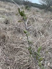 Condalia hookeri