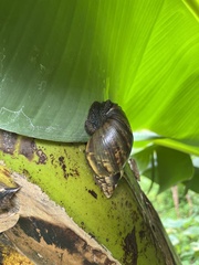 Lissachatina fulica
