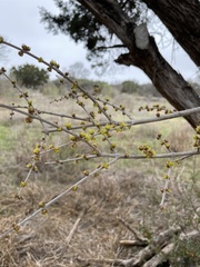 Forestiera angustifolia