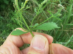 Chaenostoma floribundum