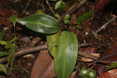 Prescottia stachyodes