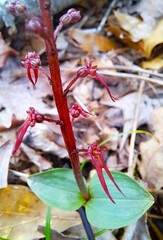 Neottia bifolia