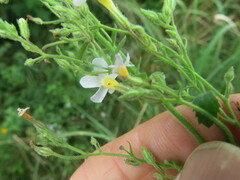 Chaenostoma floribundum