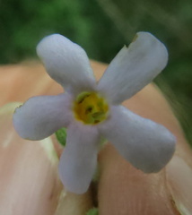 Chaenostoma floribundum