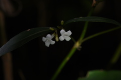 Hedyotis loganioides