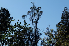 Metrosideros umbellata