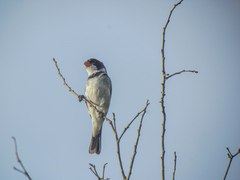 Sporophila albogularis