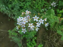 Chaenostoma floribundum