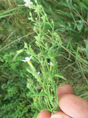 Chaenostoma floribundum