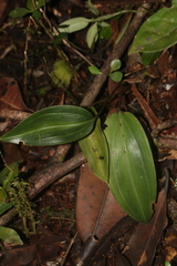 Prescottia stachyodes