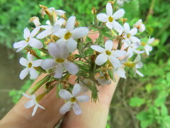 Chaenostoma floribundum