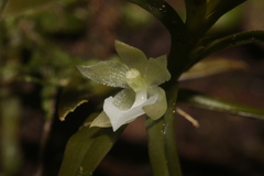Dichaea ochracea