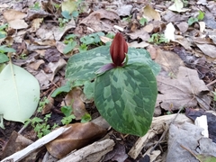 Trillium