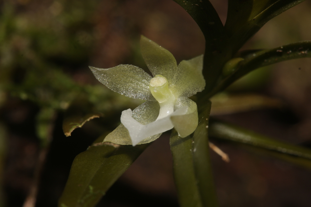 Dichaea ochracea