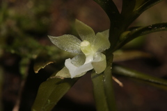 Dichaea ochracea