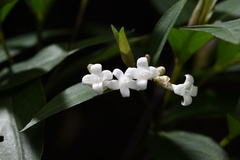 Hedyotis loganioides