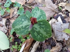 Trillium
