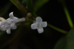 Hedyotis loganioides