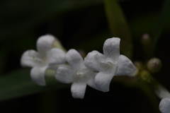 Hedyotis loganioides