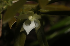 Dichaea ochracea