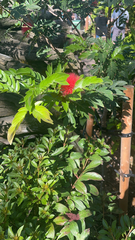 Calliandra haematocephala