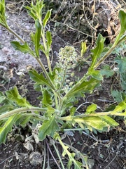 Lepidium thurberi