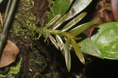 Dichaea ochracea