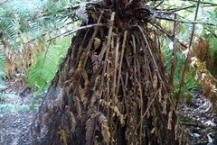 Dicksonia fibrosa