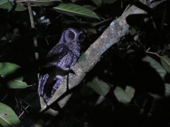 Megascops atricapilla