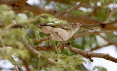 Phylloscopus bonelli