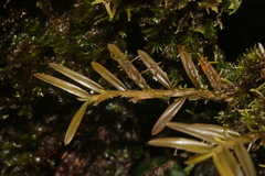 Dichaea ochracea