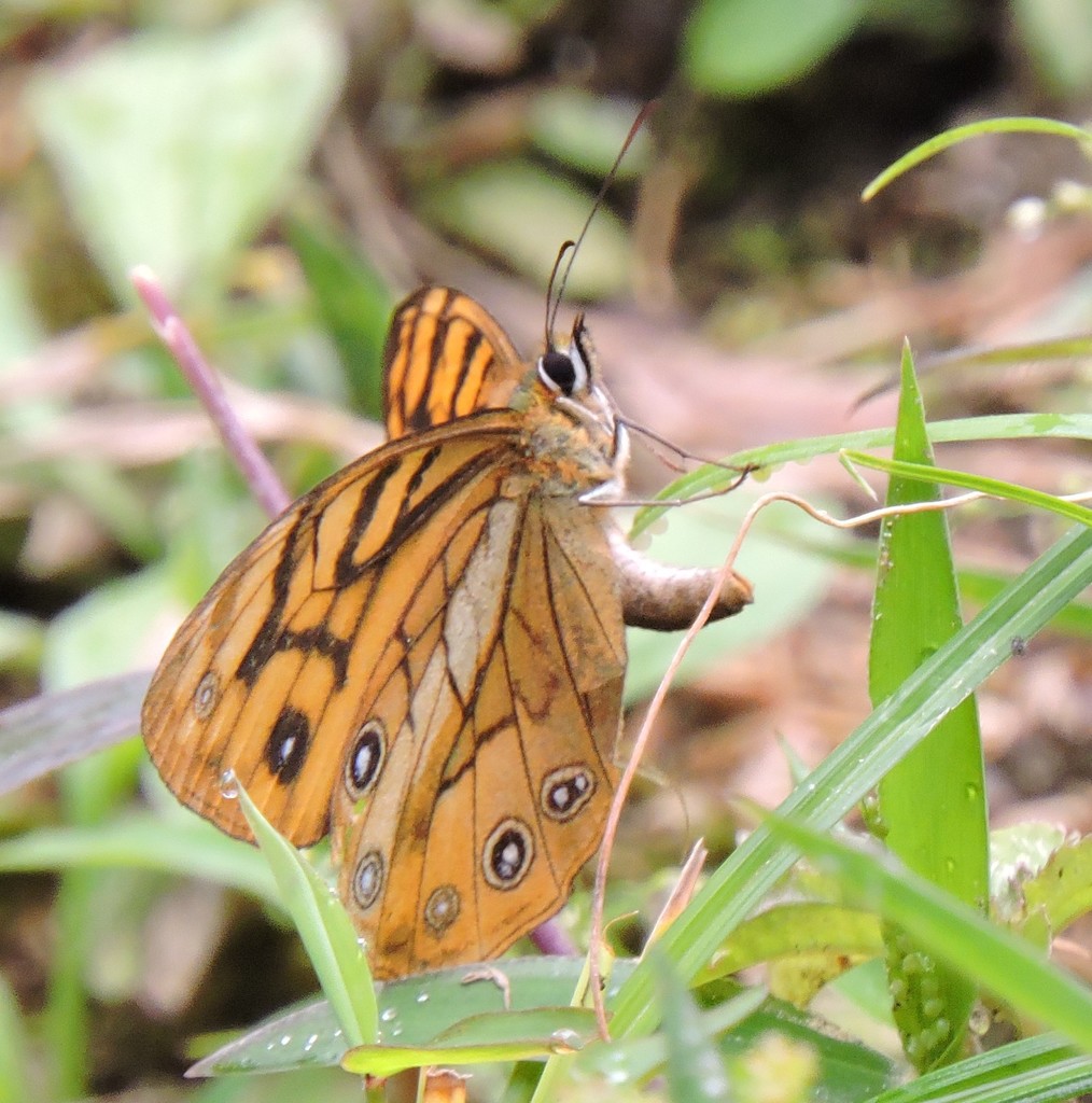 Rhaphicera