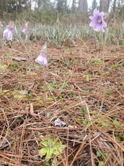 Pinguicula caerulea