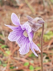 Pinguicula caerulea