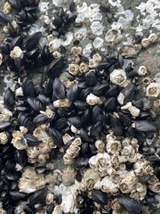 Mytilus trossulus
