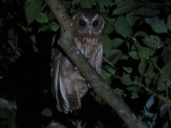 Strix virgata