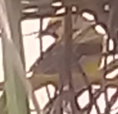 Icterus nigrogularis nigrogularis