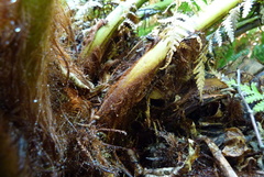Dicksonia fibrosa