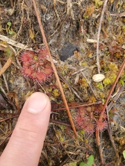 Drosera capillaris