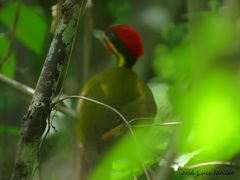 Piculus chrysochloros