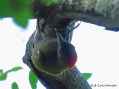 Dryobates passerinus