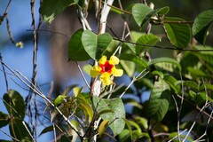 Mandevilla hirsuta